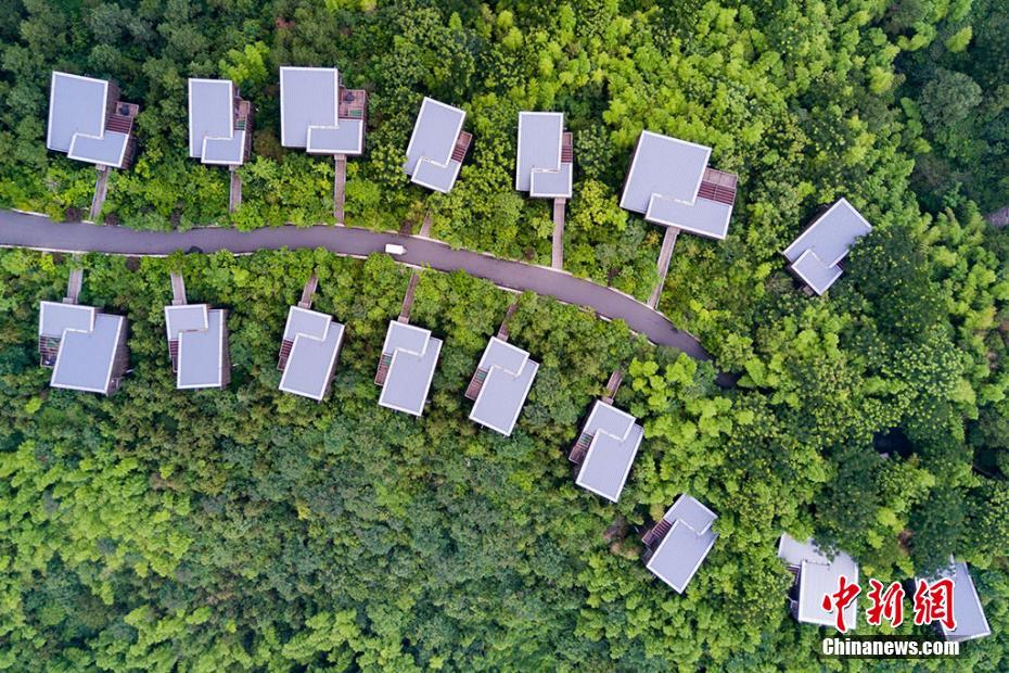 Liyang : sa forêt de bambous et ses maisons dans les arbres