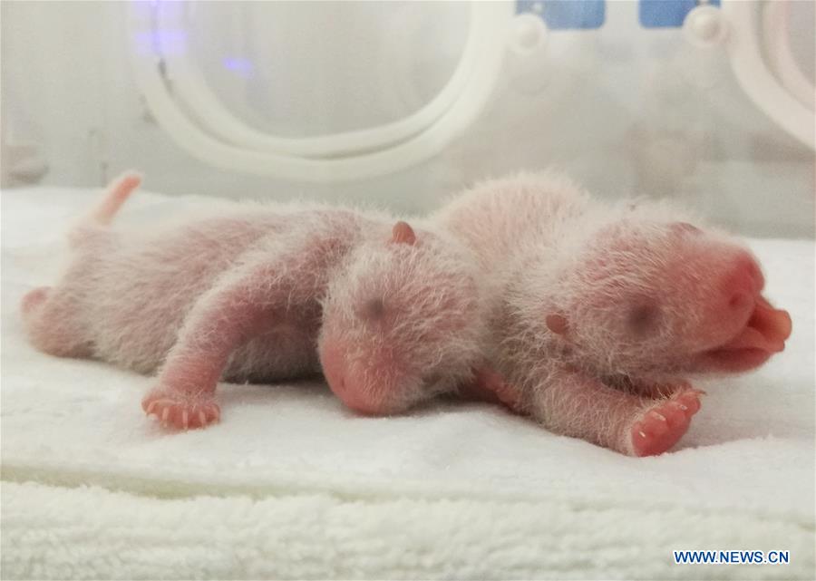 Chine : naissance de trois pandas au Shaanxi