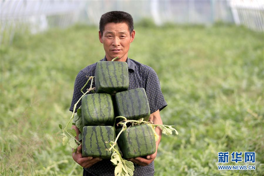 La province du Jiangsu et son melon d'eau carré