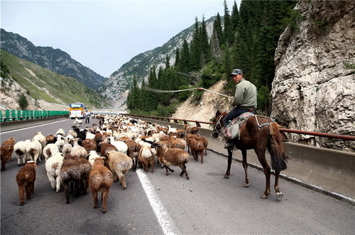 La transhumance des troupeaux dans le trafic routier