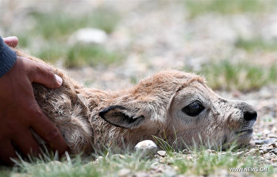 Le nombre d'antilopes du Tibet a atteint plus de 200 000 à Changtang