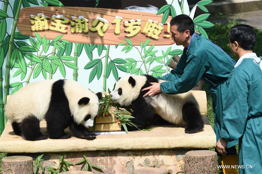 Des pandas jumeaux célèbrent leur premier anniversaire au Zoo de Chongqing