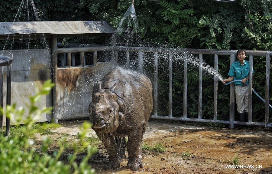Le Zoo de Beijing aide ses animaux à faire face à la chaleur estivale