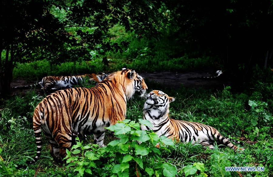 Chine : plus de 70 tigres de Sibérie nés cette année dans un centre d'élevage