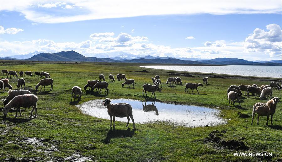 Tibet : splendides paysages du lac Yamzobog Yumco 