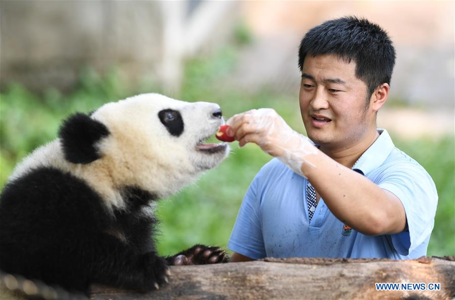 Le papa des pandas de Chongqing
