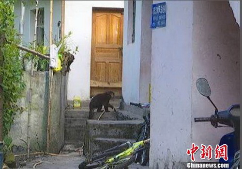 Un singe rare crée des troubles dans le sud-ouest de la Chine