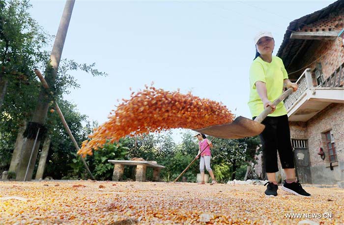 Des agriculteurs chinois à la tâche 