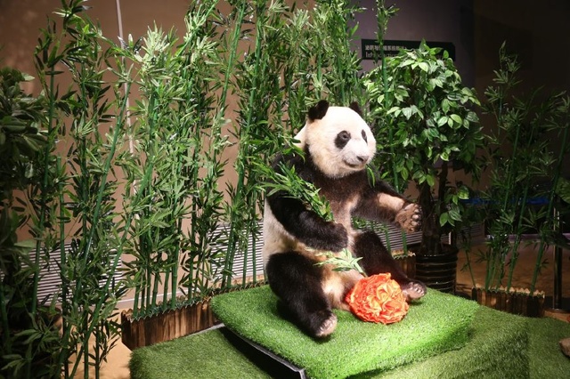 Dalian : un premier Musée d'anatomie dédié au panda géant