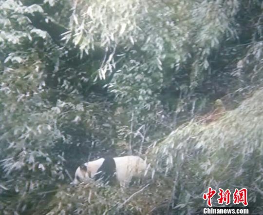 Présence d'un panda sauvage dans le Sichuan