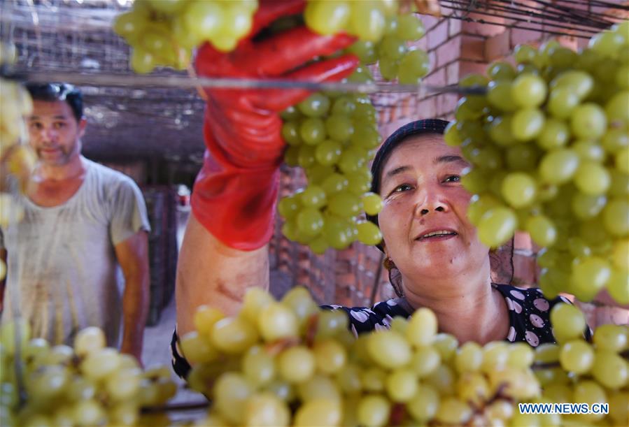 Production de raisins secs dans le Xinjiang 