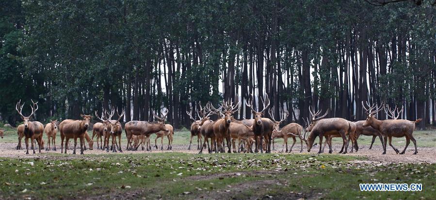 Les cerfs protégés de la réserve naturelle de Yancheng
