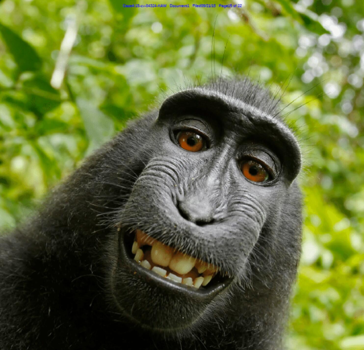 Le selfie fait par un singe lui appartient-il ? Non, répond la justice américaine