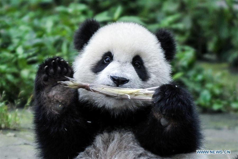 Création d'un parc national interprovincial pour les pandas