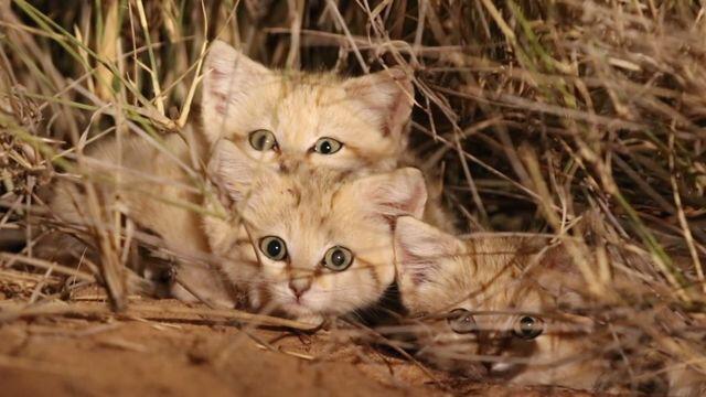 Trois rarissimes chatons du désert filmés dans le Sahara marocain