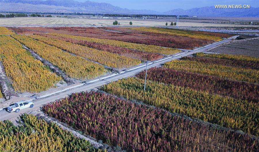 Paysages d'automne dans le Qinghai 