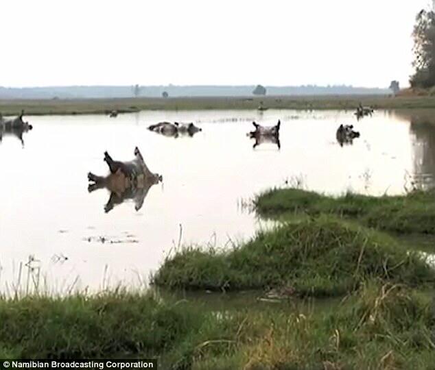 Plus de 100 cadavres d'hippopotames découverts dans un parc naturel de Namibie