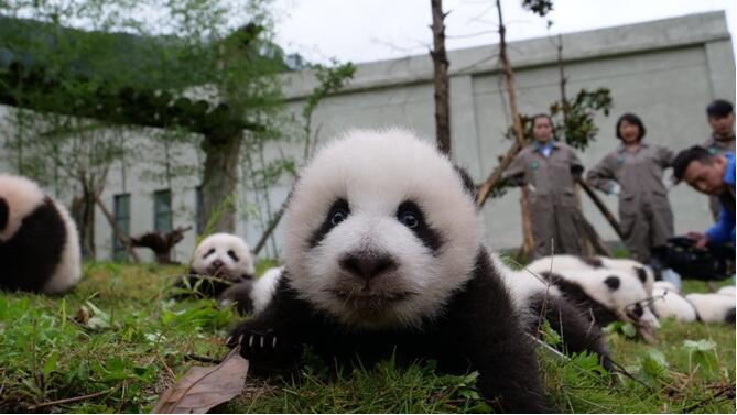 Chine : 36 pandas géants font leur première apparition en public