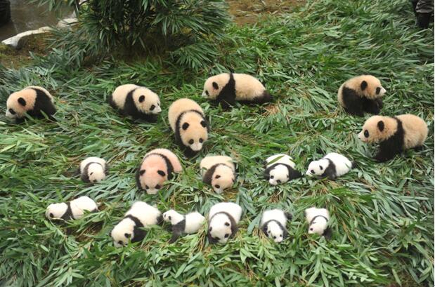 Chine : 36 pandas géants font leur première apparition en public