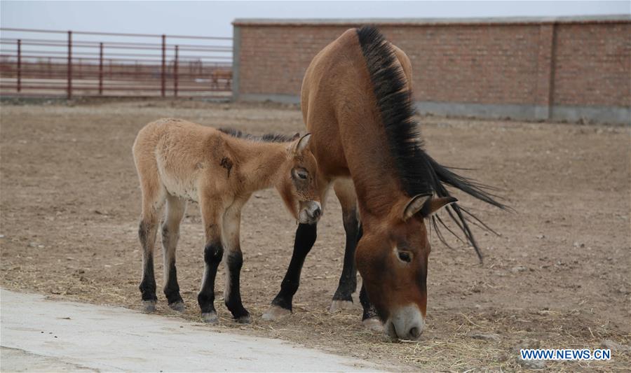 Chine : naissance de deux chevaux d'une sous-espèce rare au Xinjiang