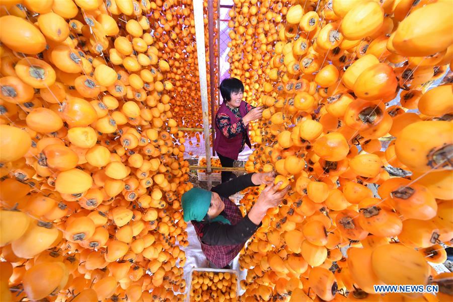 Saison des récoltes du kaki dans l’est de la Chine