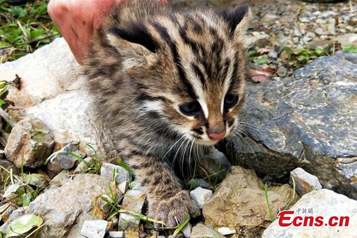 Découverte d'un chat léopard dans le centre de la Chine