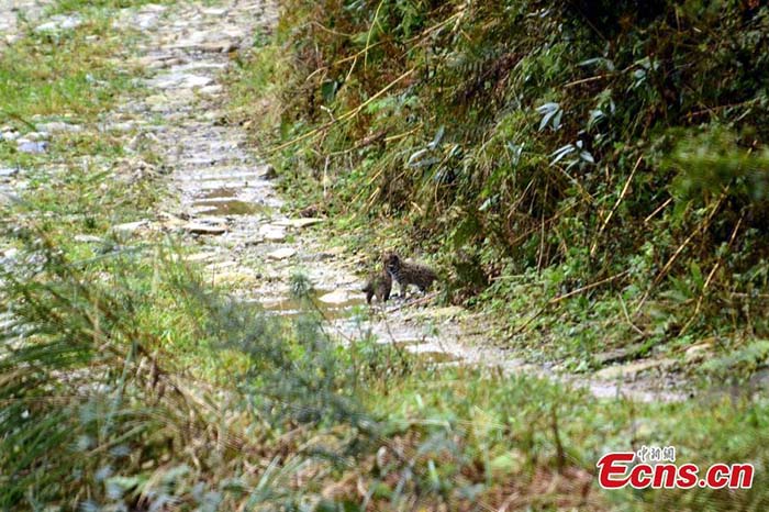 Découverte d'un chat léopard dans le centre de la Chine