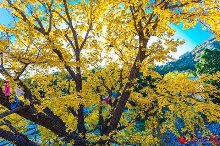 Décor d'automne et le charme des feuilles de ginkgos