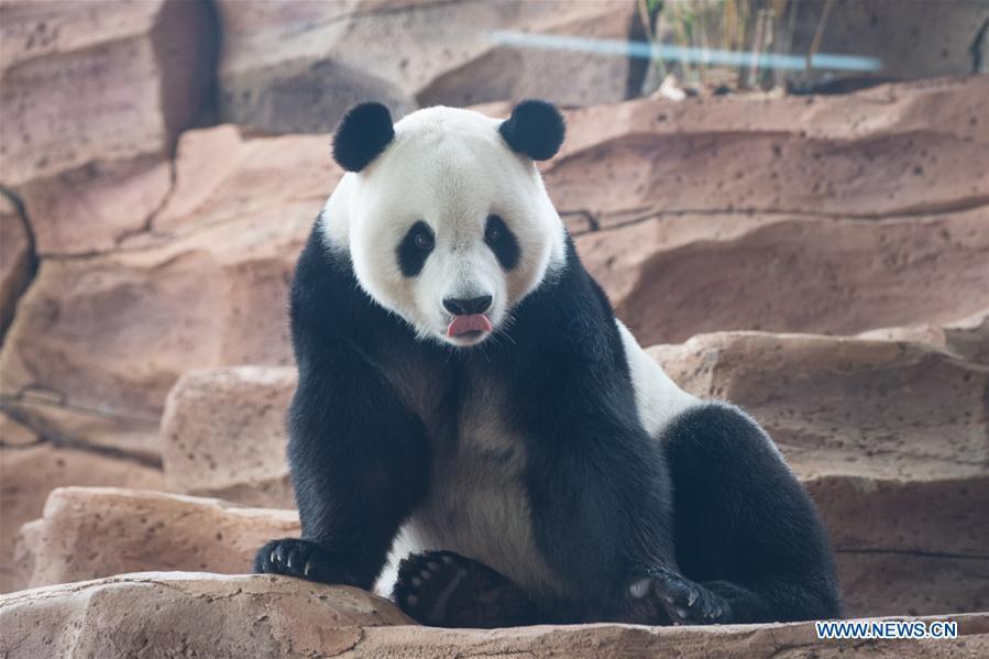 Les premiers pas de deux pandas géants en Indonésie