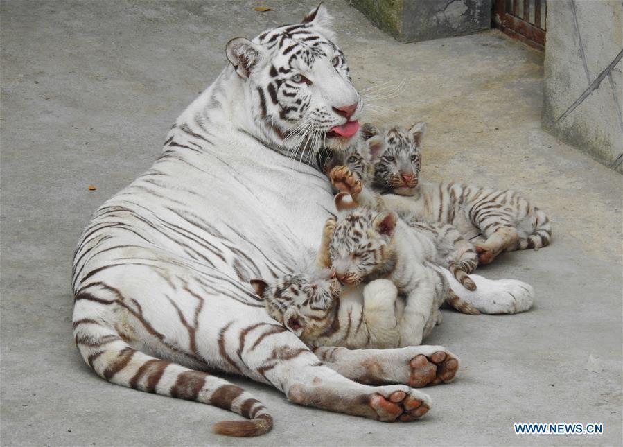 Des tigres quadruplés à la rencontre du public