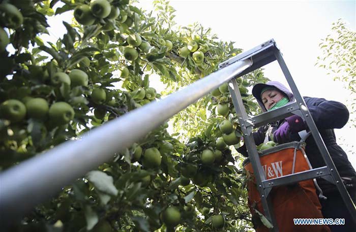 Exportation de pommes américaines en Chine via l'e-commerce 