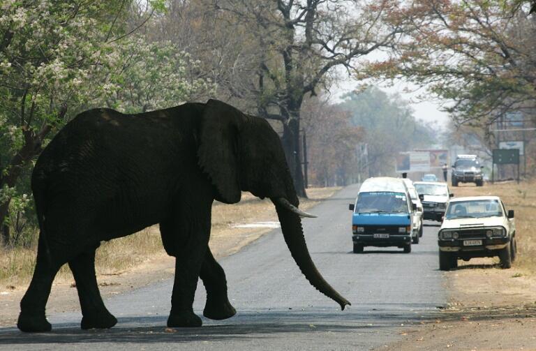 Deux touristes piétinés à mort par un éléphant en Zambie
