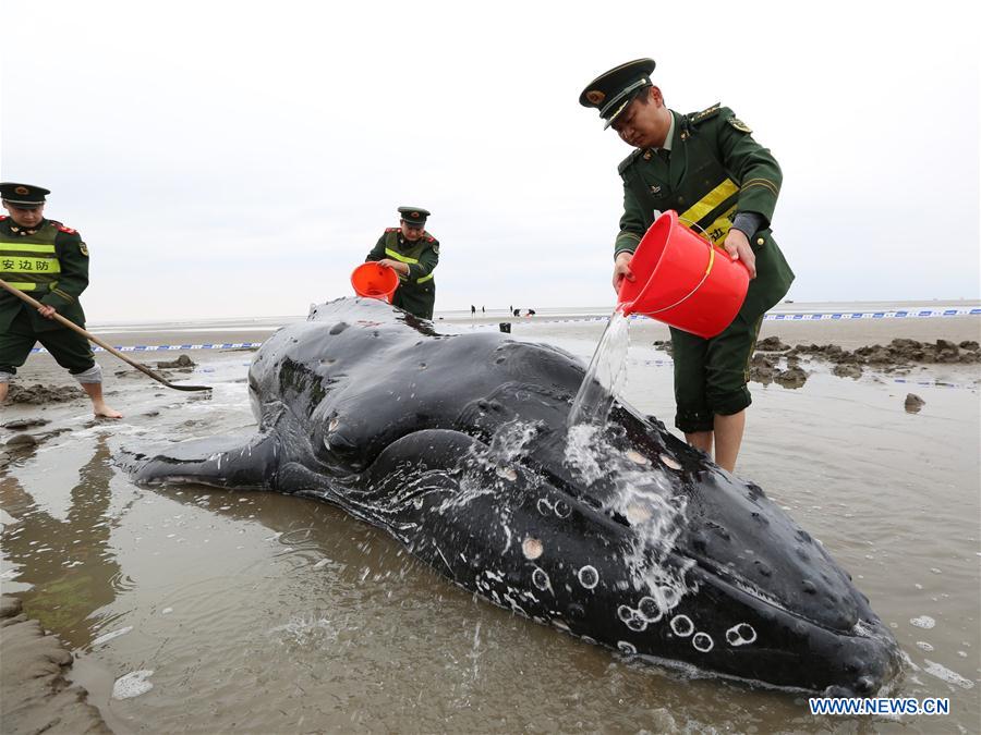 Chine : une baleine s'échoue un jour après son sauvetage sur une plage du Jiangsu