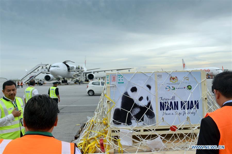 Un panda né en Malaisie de retour en Chine