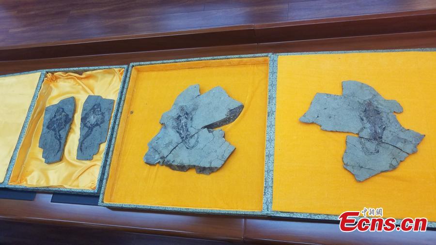 Liaoning : découverte de fossiles des premiers mammifères