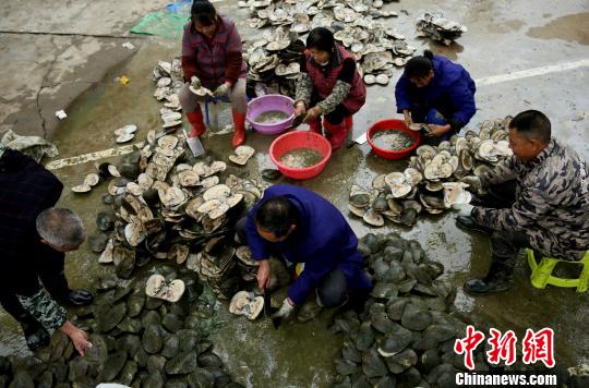 Elevage de perles dans le Jiangxi 