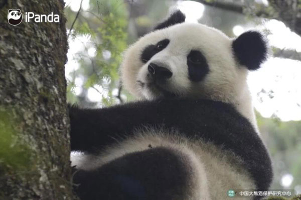 Sichuan : deux pandas retrouvent leur liberté