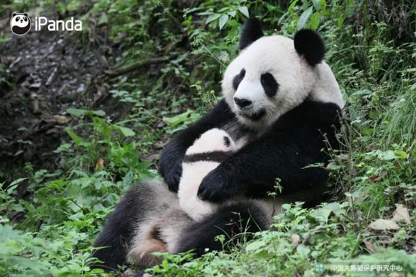 Sichuan : deux pandas retrouvent leur liberté