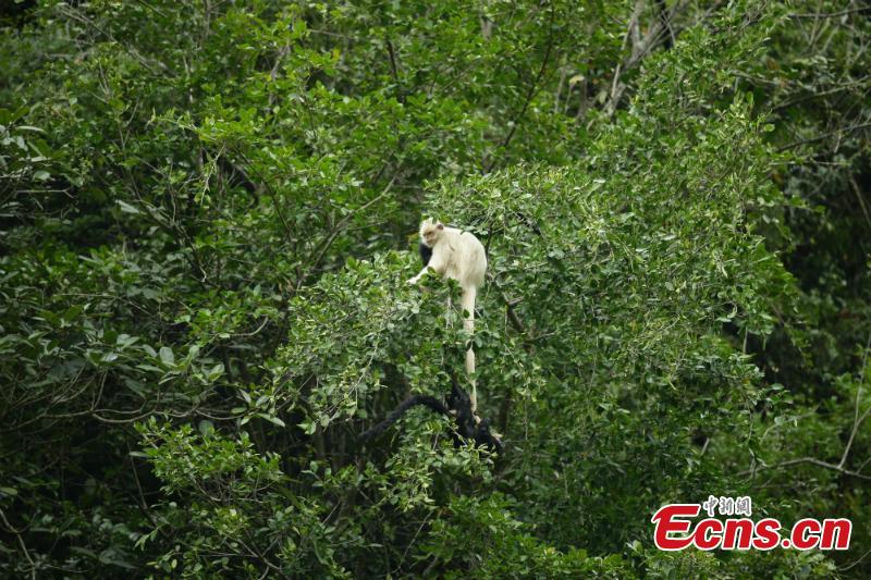 Un singe très rare aperçu dans le sud de la Chine