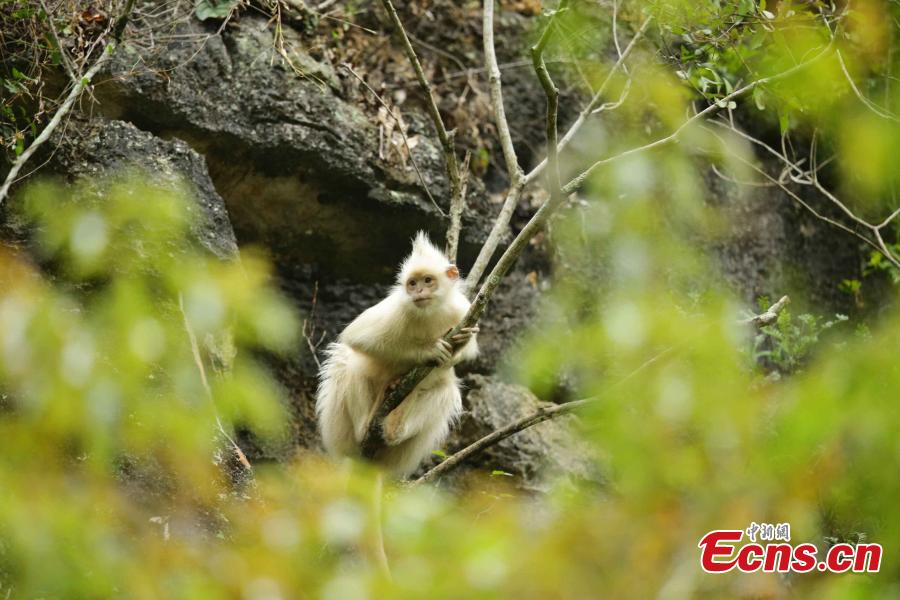 Un singe très rare aperçu dans le sud de la Chine