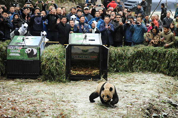 Un couple de pandas relâché dans la nature au Sichuan
