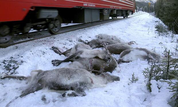 Norvège : 106 rennes tués en trois jours par des trains de marchandises