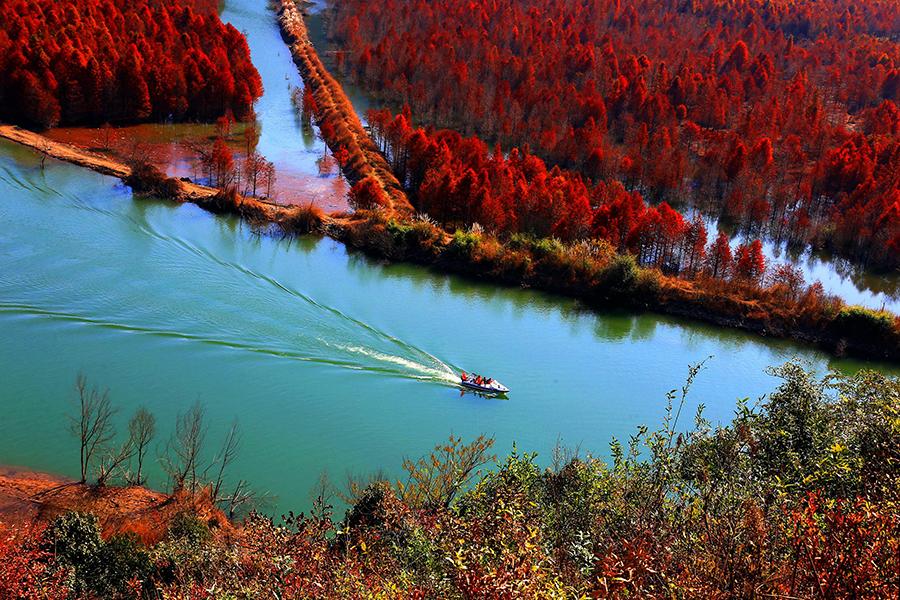 Une forêt de mélèzes de Chine sous le soleil hivernal