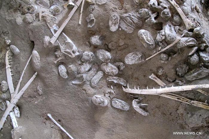 Des centaines d'oeufs de ptésoraures découverts en Chine 