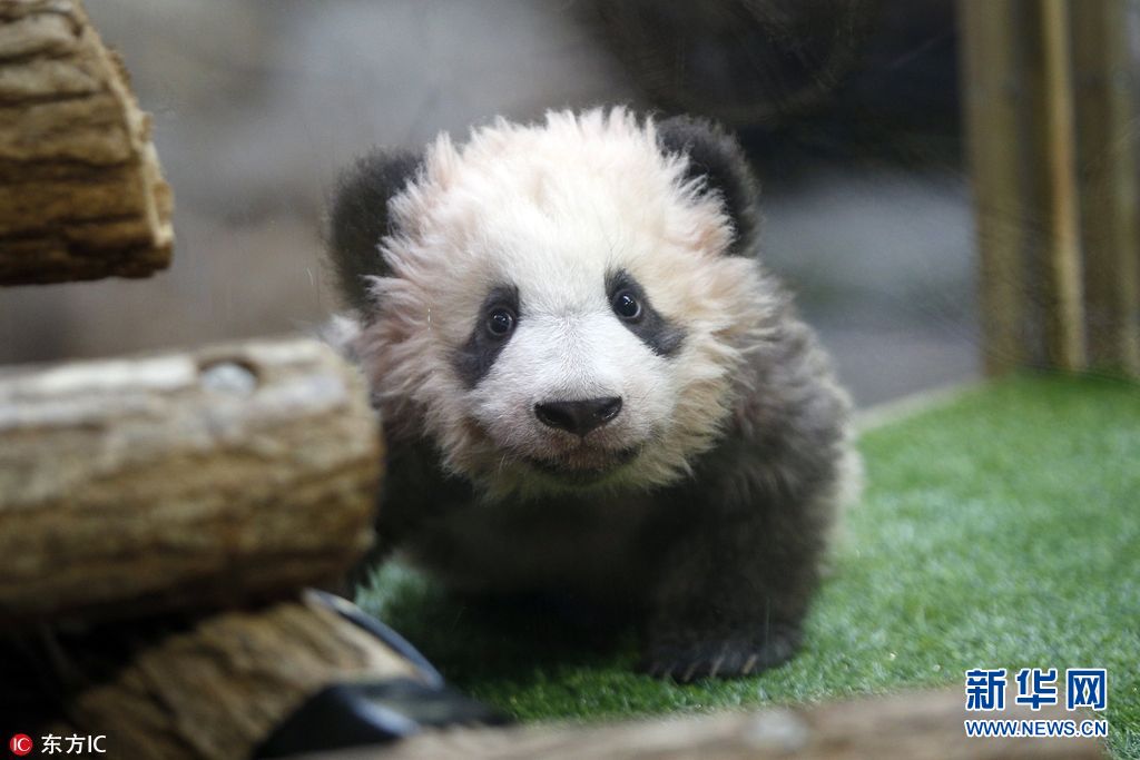 Le premier bébé panda né en France baptisé Yuan Meng