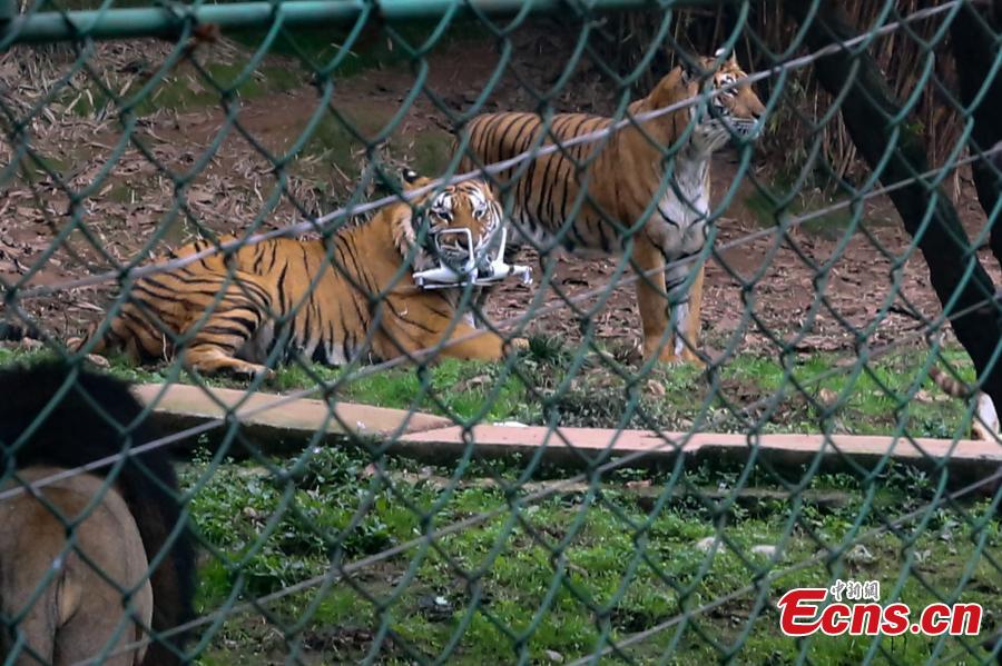 Chongqing : des tigres s'attaquent à un drone