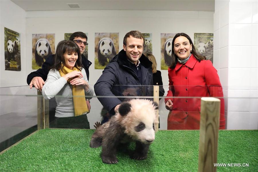 Macron rend visite au bébé panda de Beauval