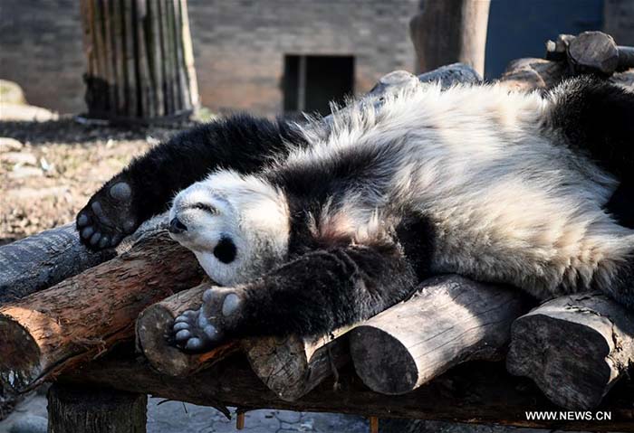 Sichuan : bain de soleil hivernal pour les pandas géants 