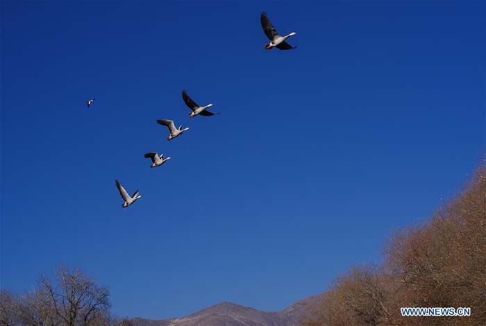 L'étang du Roi Dragon de Lhassa, refuge des oiseaux migrateurs 