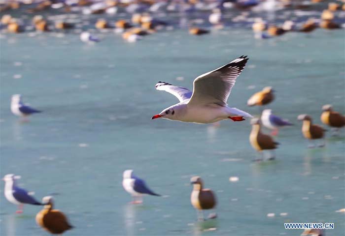 L'étang du Roi Dragon de Lhassa, refuge des oiseaux migrateurs 